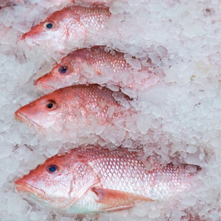 Red Snapper Fish, Whole, Wild, Florida, 3-4lb each